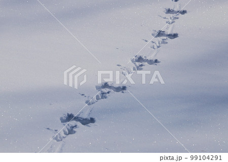 雪原の足跡 ウサギ 雪原の足跡 ウサギ 99104291