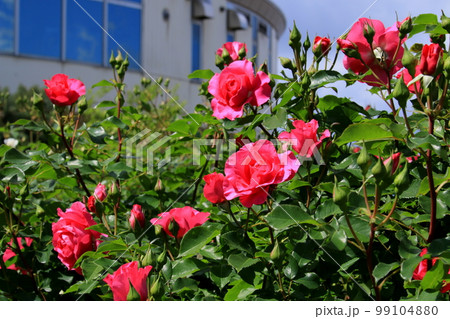 バラの花 99104880