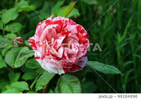 バラの花 99104890