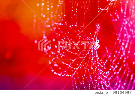 blurred cobweb dew drop rain on web red background 99104997