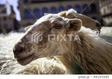 Goat on a farm 99105085