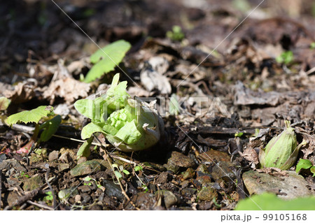 早春のフキノトウ（蕗のとう） 99105168