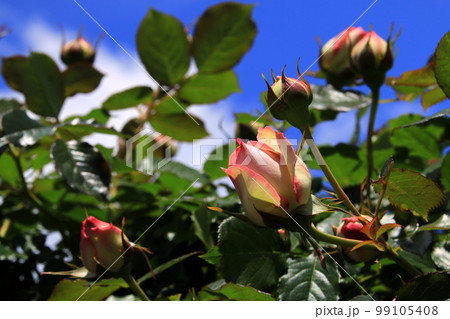 バラの花 99105408