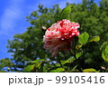 バラの花 99105416
