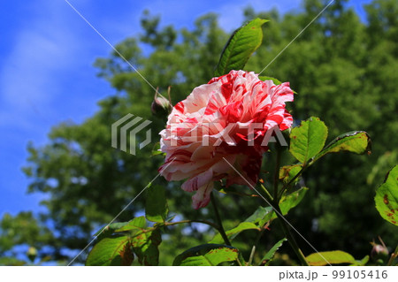 バラの花 99105416