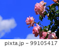 バラの花 99105417