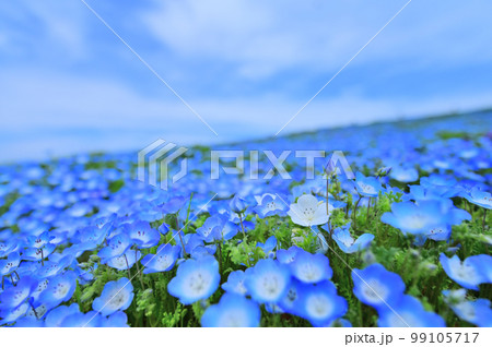 青空と満開のネモフィラ畑（茨城県） 99105717