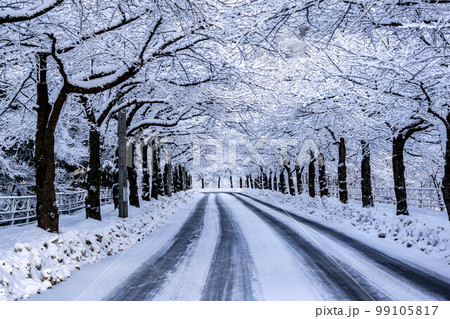 冬の馬見ヶ崎さくらライン 冬の馬見ヶ崎さくらライン 99105817