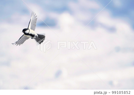 冬の草原を飛んでいたシジュウカラ 99105852