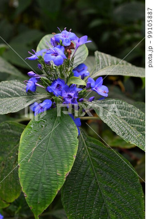 植物園のルリハナガサ　エランテムム・ウォッティー 99105887