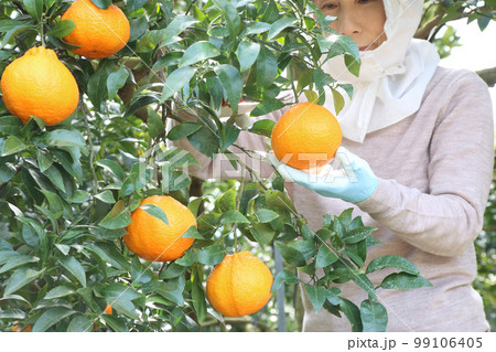 不知火(デコポン)畑で採果している女性 上半身前向き 不知火(デコポン)畑で採果している女性 上半身前向き 99106405