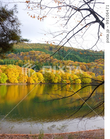 鴫の谷地沼　蔵王温泉　蔵王　紅葉　黄葉 99106471
