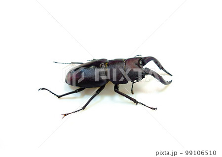 ノコギリクワガタ　クワガタムシ　夏休み　子供 99106510