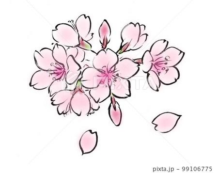 ふんわりしたイメージの和風なソメイヨシノ 99106775