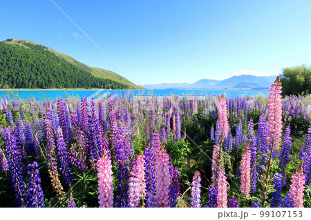 ニュージーランド_テカポ湖44 ニュージーランド_テカポ湖44 99107153