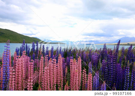 ニュージーランド_テカポ湖57 99107166