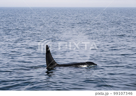 ブローするシャチ 99107346