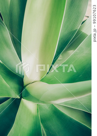 Close up top view of blue aloe plant. 99107623