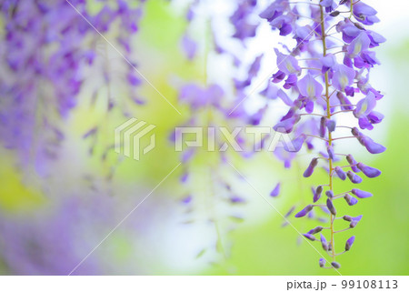 公園に咲く満開の藤の花 99108113