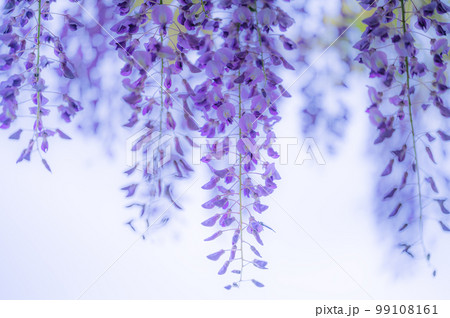 公園に咲く満開の藤の花 99108161