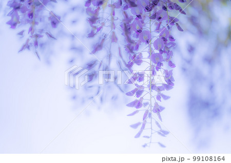 公園に咲く満開の藤の花 公園に咲く満開の藤の花 99108164