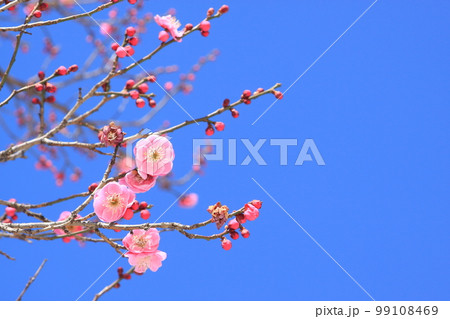 ポップな色合いの梅 99108469