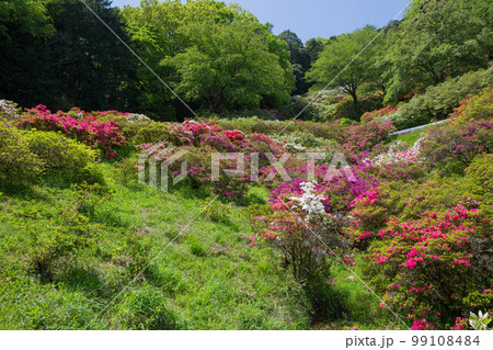 埼玉越生の春　五大尊つつじ公園 99108484
