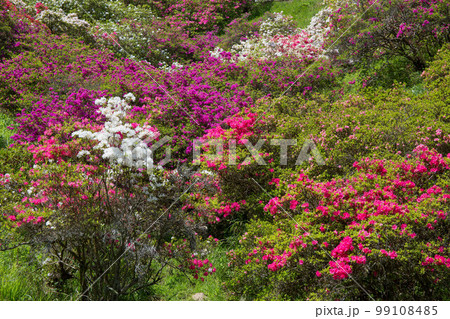 埼玉越生の春 五大尊つつじ公園 埼玉越生の春 五大尊つつじ公園 99108485