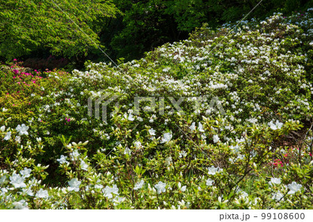 埼玉越生の春　五大尊つつじ公園 99108600