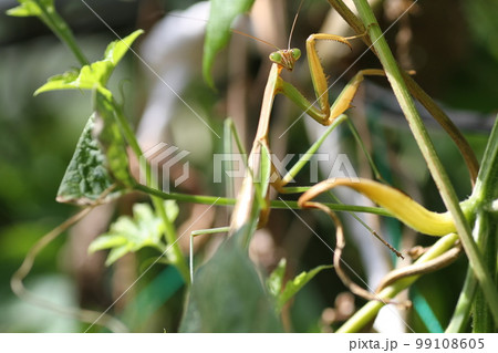 大きな鎌を持つ、子どもに人気者のオオカマキリ 99108605