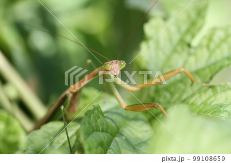 大きな鎌を持つ、子どもに人気者のオオカマキリ 99108659