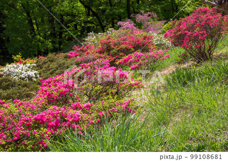 埼玉越生の春　五大尊つつじ公園 99108681