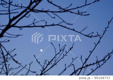 冬の桜の木と夜空に浮かぶ月 99108755