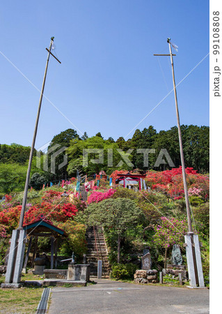埼玉越生の春 五大尊つつじ公園 埼玉越生の春 五大尊つつじ公園 99108808
