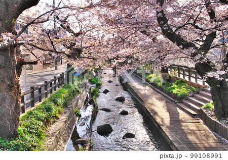 二ヶ領用水の桜 99108991