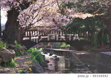 二ヶ領用水の桜 二ヶ領用水の桜 99108992