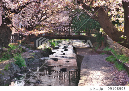 二ヶ領用水の桜 99108993