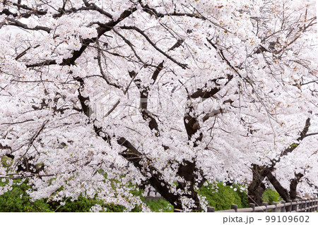 満開のソメイヨシの桜の花 満開のソメイヨシの桜の花 99109602