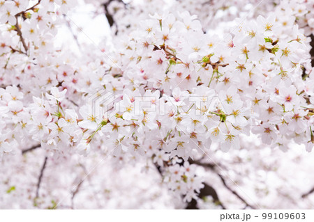 満開のソメイヨシの桜の花 満開のソメイヨシの桜の花 99109603