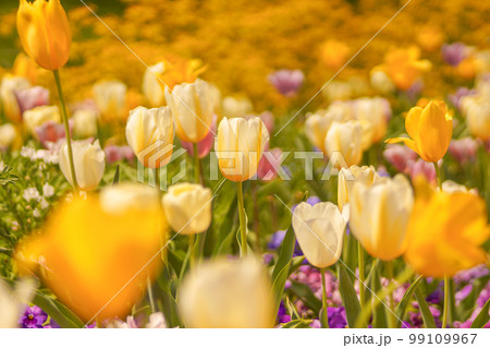 カラフルなチューリップの花壇 カラフルなチューリップの花壇 99109967