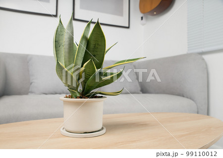 Sansevieria dwarf varieties. 99110012