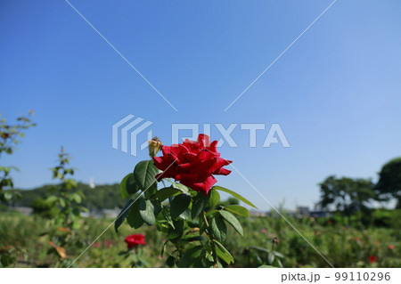 荒尾市 おもやい市民花壇 バラの花、 荒尾市 おもやい市民花壇 バラの花、 99110296