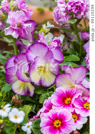 花いっぱい　0138 99110299