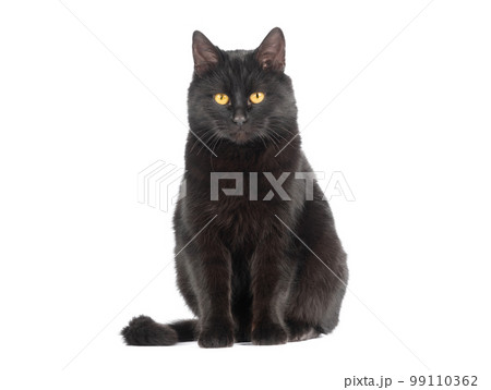 sitting black cat with yellow eyes isolated on white background sitting black cat with yellow eyes isolated on white background 99110362