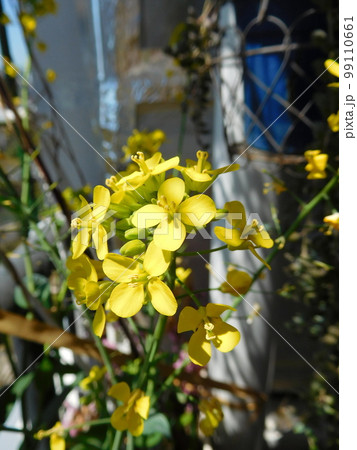 コマツナの花 99110661