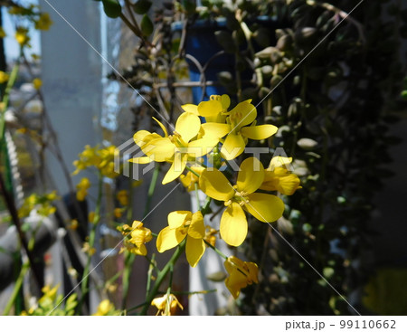 コマツナの花 99110662