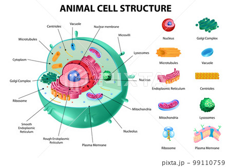 Animal Cell Anatomy 99110759