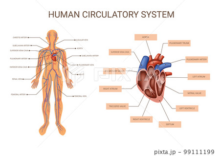Human Body Organ Systems Colored Infographic Human Body Organ Systems Colored Infographic 99111199