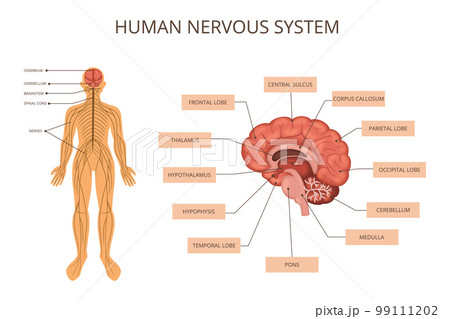 Human Body Organ Systems Infographic 99111202