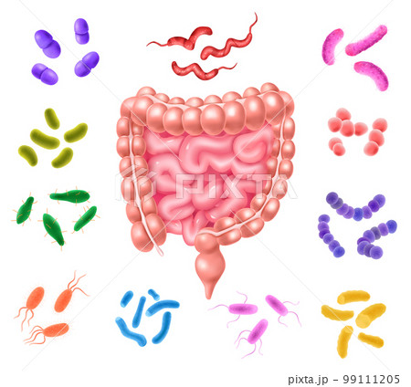 Human Colon Bacterial Flora Set 99111205